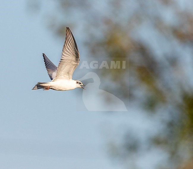 Whiskered Tern (Chlidonias hybrida) in the Ebro delta in Spain during autumn. Calling in flight. stock-image by Agami/Marc Guyt,