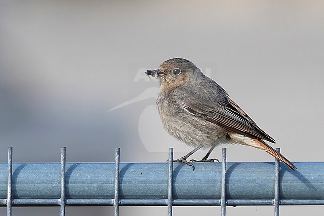 A female Black Redstart is seen sitting on a fence with insects in her beak. stock-image by Agami/Jacob Garvelink,