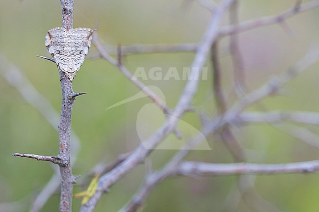 Aplocera plagiata - St. John's wort inchworm - Großer Johanniskrautspanner, Germany (Baden-Württemberg), imago stock-image by Agami/Ralph Martin,