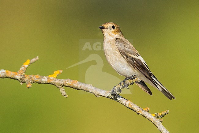 European Pied Flycatcher, Bonte Vliegenvanger, Ficedula hypoleuc stock-image by Agami/Alain Ghignone,