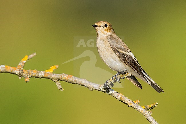 European Pied Flycatcher, Bonte Vliegenvanger, Ficedula hypoleuc stock-image by Agami/Alain Ghignone,