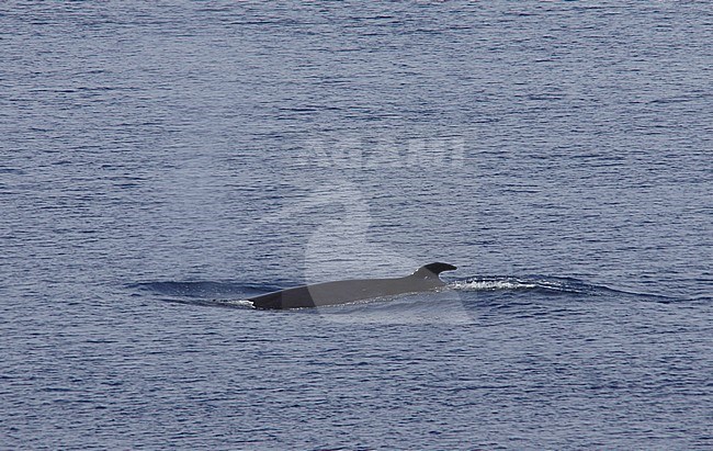 Antarctic Minke Whale (Balaenoptera bonaerensis) swimming in the ocean near Antarctica. stock-image by Agami/Steve Geelhoed,