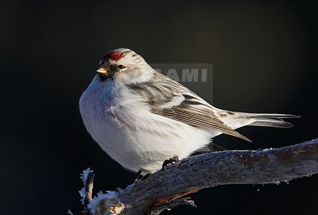 Witstuitbarmsijs zittend op een stronk; Arctic Redpoll perched on a branch stock-image by Agami/Markus Varesvuo,