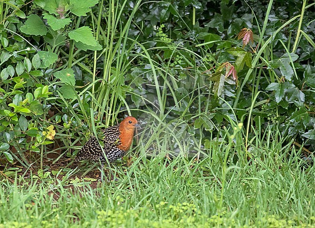 Buff-spotted Flufftail (Sarothrura elegans) in South Africa. stock-image by Agami/Pete Morris,