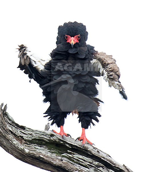 Adult Bateleur (Terathopius ecaudatus) perched on a branch in Kenya, looking intensely in the camera. stock-image by Agami/Dani Lopez-Velasco,