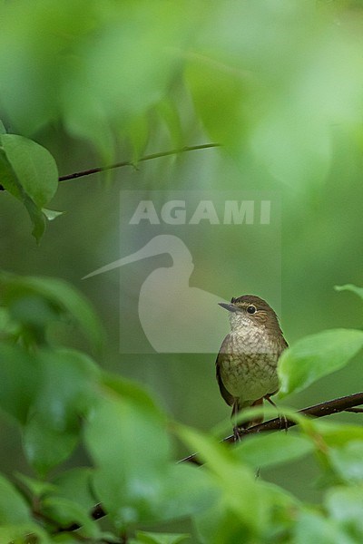 Rufous-tailed Robin, Larvivora sibilans, Russia (Baikal), adult stock-image by Agami/Ralph Martin,