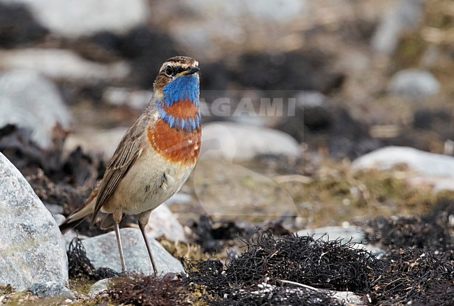 Volwassen mannetje Roodsterblauwborst; Adult male Red-spotted Bluethroat stock-image by Agami/Markus Varesvuo,