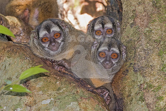 Grey-handed night monkey (Aotus griseimembra) in Colombia. stock-image by Agami/Pete Morris,
