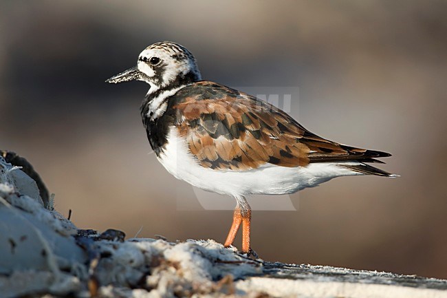 Steenloper in zomerkleed langs het strand Mexico, Ruddy Turnstone in breedingplumage at the beach Mexico stock-image by Agami/Wil Leurs,