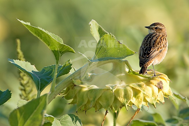 Juveniel Paapje op zonnebloem; Juvenile Winchat on sunflower stock-image by Agami/Daniele Occhiato,