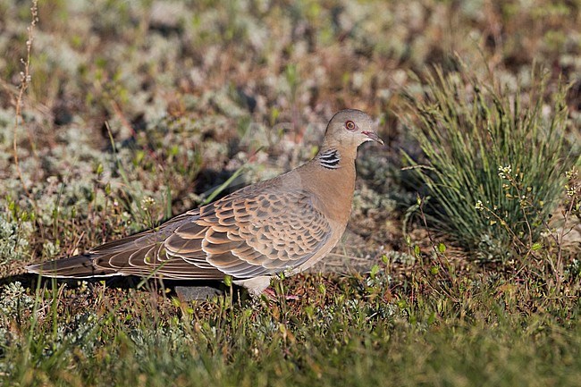 Oriental Turtle Dove - Ortientturteltaube - Streptopelia orientalis ssp. meena, Kazakhstan, adult stock-image by Agami/Ralph Martin,