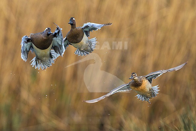 Mannetje Zomertaling in vlucht, Garganey male in flight stock-image by Agami/Daniele Occhiato,