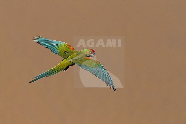Red-fronted Macaw (Ara rubrogenys) in flight in Bolivia stock-image by Agami/Dubi Shapiro,