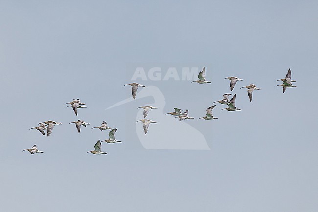 flock of Eurasian curlew (Numenius arquata) in flight, found at Fehmarn at the Baltic Sea in Germany stock-image by Agami/Mathias Putze,
