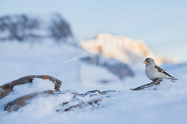 White-winged Snowfinch - Schneesperling - Montifringilla nivalis ssp. nivalis, Switzerland, winter plumage stock-image by Agami/Ralph Martin,
