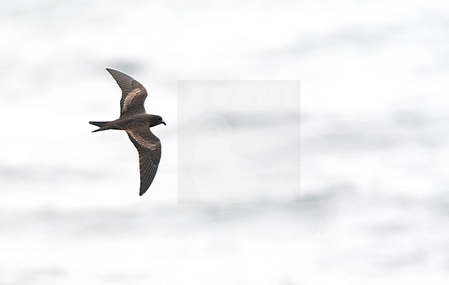 Black storm petrel (Hydrobates melania) in flight over the Humboldt current in the Pacific ocean off Peru. stock-image by Agami/Marc Guyt,