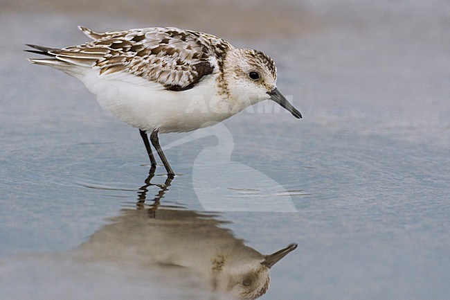 Juveniele Drieteenstrandloper; Juvenile Sanderling stock-image by Agami/Daniele Occhiato,
