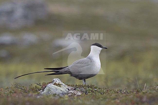 Kleinste Jager in broedgebied; Long-tailed Skua  in breeding habitat stock-image by Agami/Jari Peltomäki,