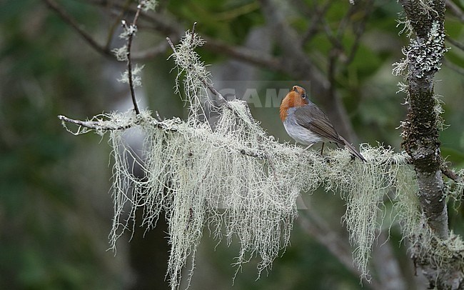 Canary Islands Robin (Erithacus rubecula superbus) perched on a lichen covered branch at Tenerife, Canary Islands, Spain stock-image by Agami/Helge Sorensen,