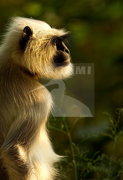 Grijze Langoer, Hanuman langur stock-image by Agami/Danny Green,