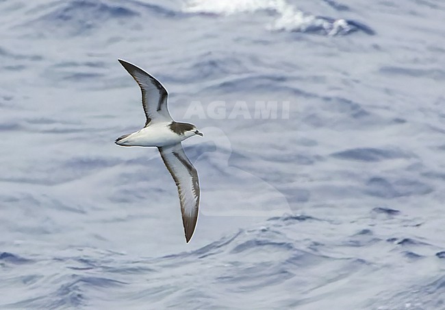 Collared Petrel (Pterodroma brevipes) flying over the Pacific Ocean near New Caledonia. stock-image by Agami/Marc Guyt,