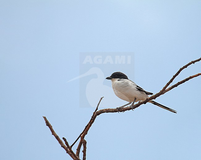 Somali Fiscal (Lanius somalicus) in western Kenya. stock-image by Agami/Pete Morris,