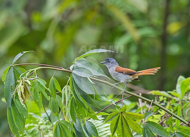 Sao Tome Paradise Flycatcher (Terpsiphone atrochalybeia). Also known as São Tomé flycatcher. stock-image by Agami/Pete Morris,
