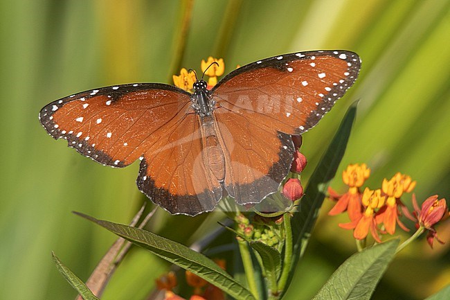 Queen Butterfly (Danaus gilippus) at Broward County, Florida, United States. stock-image by Agami/Tom Friedel,