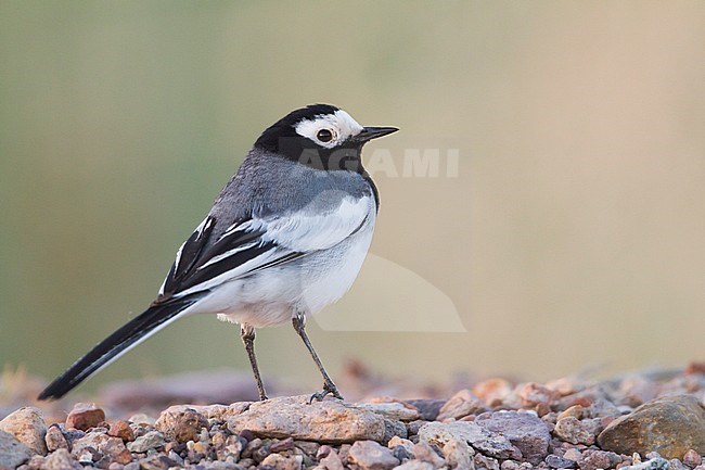 Masked Wagtail - Bachstelze - Motacilla alba ssp. personata, Kazakhstan stock-image by Agami/Ralph Martin,