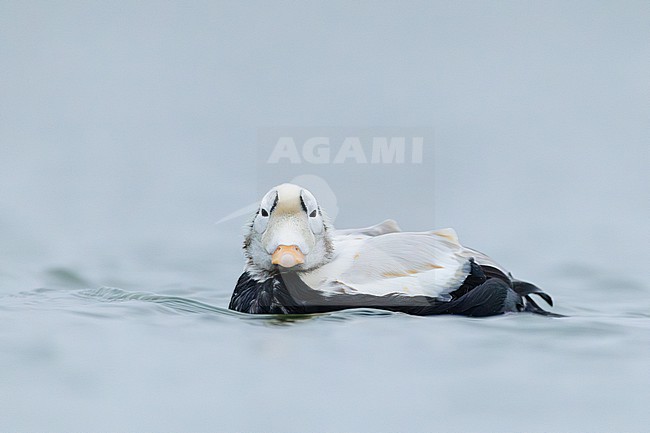 Brileider, Spectacled Eider, Somateria fischeri stock-image by Agami/Menno van Duijn,