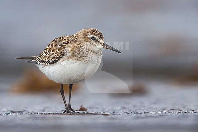 Bonapartes Strandloper, White-rumped Sandpiper stock-image by Agami/Daniele Occhiato,