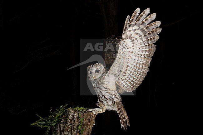 Tawny Owl (Strix aluco) in the Aosta valley in northern Italy. Just landed on a old tree stump in a dark woodland, with both wings outstretched, and looking up stock-image by Agami/Alain Ghignone,