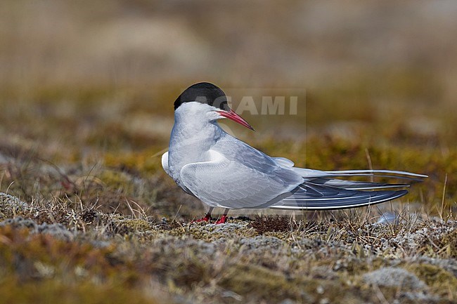 Adult Arctic Tern (Sterna paradisaea) in breeding plumage in Iceland during spring. Standing on the tundra ground. stock-image by Agami/Daniele Occhiato,