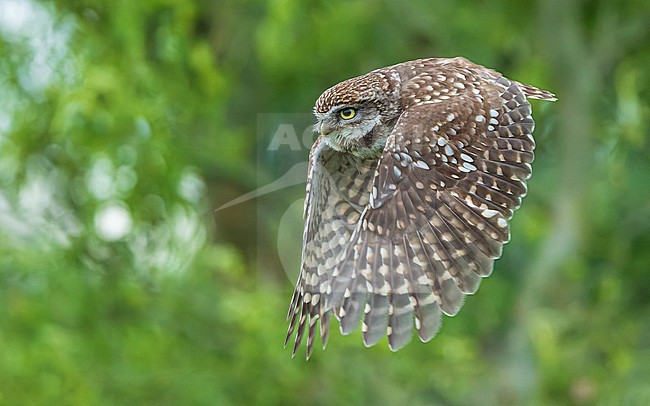Little Owl (Athene noctua) in flight stock-image by Agami/Lennart Verheuvel,