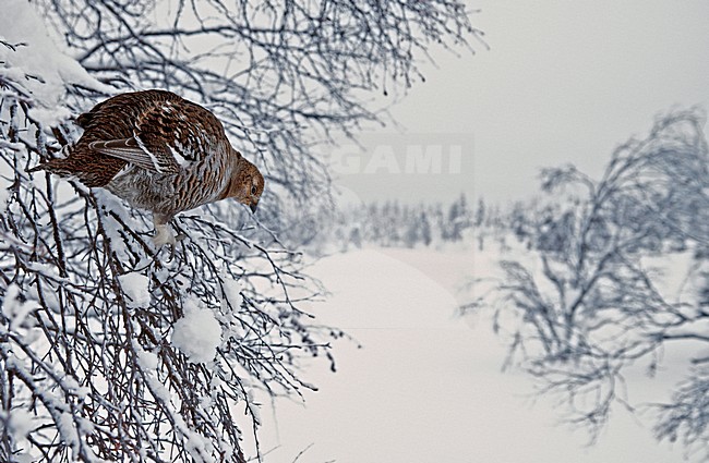 Vrouwtje Korhoen in boom met sneeuw, Black Grouse female in tree with the snow stock-image by Agami/Markus Varesvuo,
