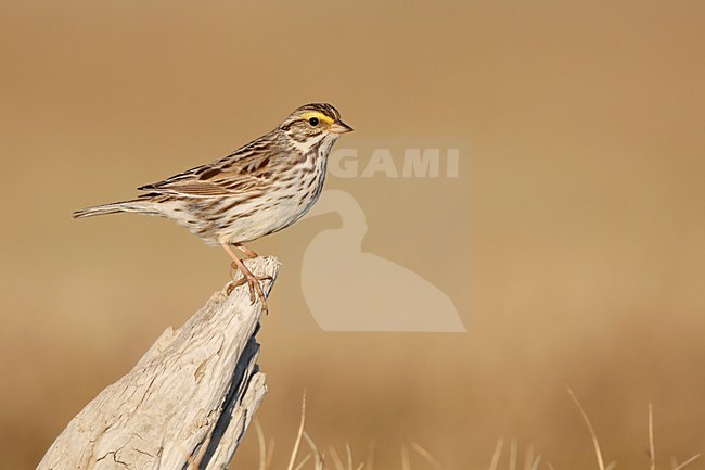 Savannahgors; Savannah Sparrow stock-image by Agami/Chris van Rijswijk,