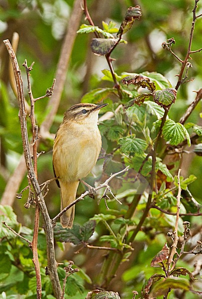 Rietzanger in struik, Sedge Warbler in bushes stock-image by Agami/Roy de Haas,