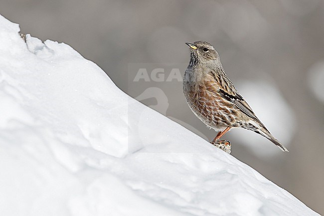 Alpine Accentor (Prunella collaris) sitting in a snow coverd moutain landscape in the swiss alps. stock-image by Agami/Marcel Burkhardt,