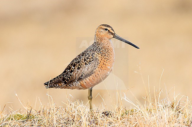 Long-billed Dowitcher (Limnodromus scolopaceus) taken the 15/06/2022 at Barrow - Alaska. stock-image by Agami/Nicolas Bastide,