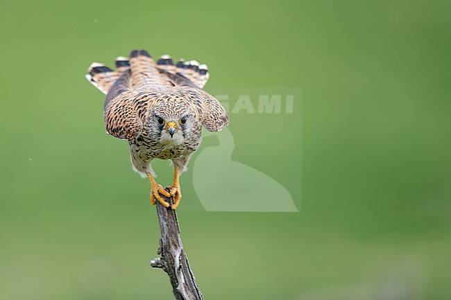 Common Kestrel (Falco tinnunculus) stock-image by Agami/Marcel Burkhardt,