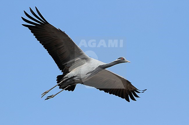 Jufferkraanvogel in vlucht; Demoiselle Crane (Anthropoides virgo) in flight stock-image by Agami/James Eaton,