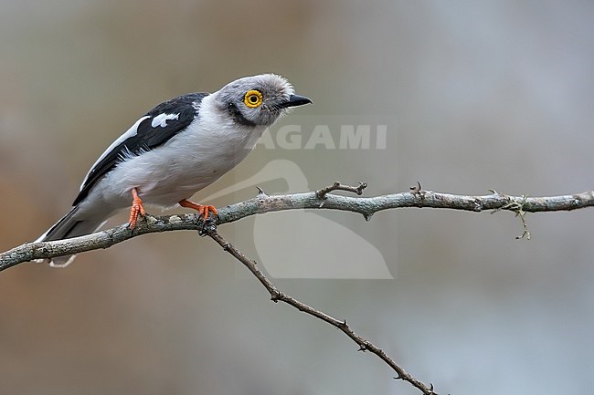 White-crested Helmetshrike (Prionops plumatus) perched on a branch in Angola. stock-image by Agami/Dubi Shapiro,