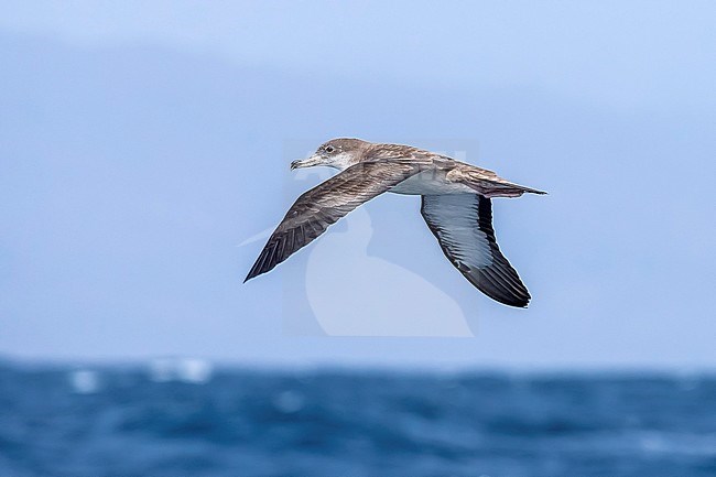 Cape Verde Shearwater flying off Raso, Cape Verde. June 03, 2018. stock-image by Agami/Vincent Legrand,
