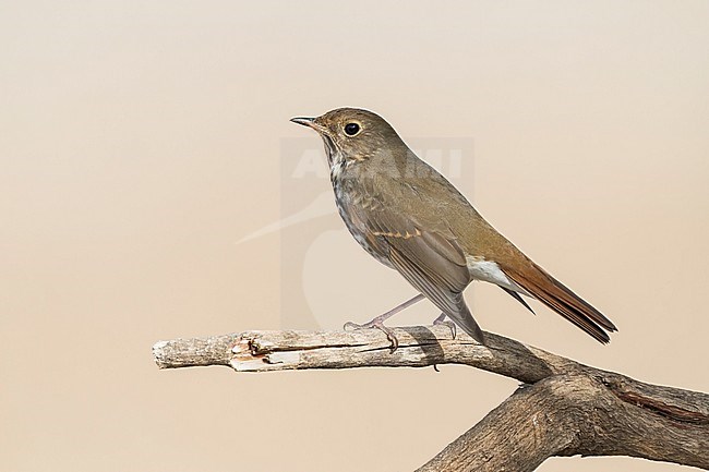 Adult 
Santa Barbara Co., CA
November 2022 stock-image by Agami/Brian E Small,