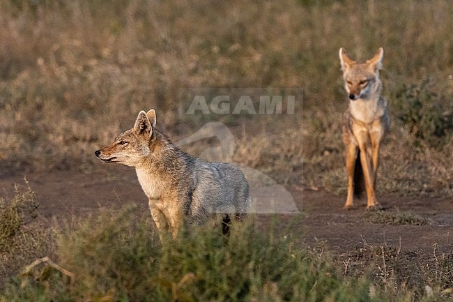 Two golden jackals, Canis aureus. Ndutu, Ngorongoro Conservation Area, Tanzania. stock-image by Agami/Sergio Pitamitz,