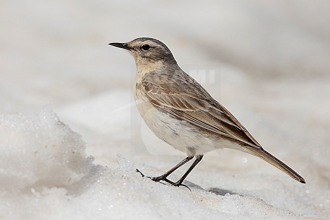 Water Pipit (Anthus spinoletta), side view of an adult standing on the snow, Abruzzo, Italy stock-image by Agami/Saverio Gatto,
