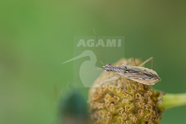 Nabis pseudoferus - Sichelwanze, Italy (South Tyrol), imago, female stock-image by Agami/Ralph Martin,