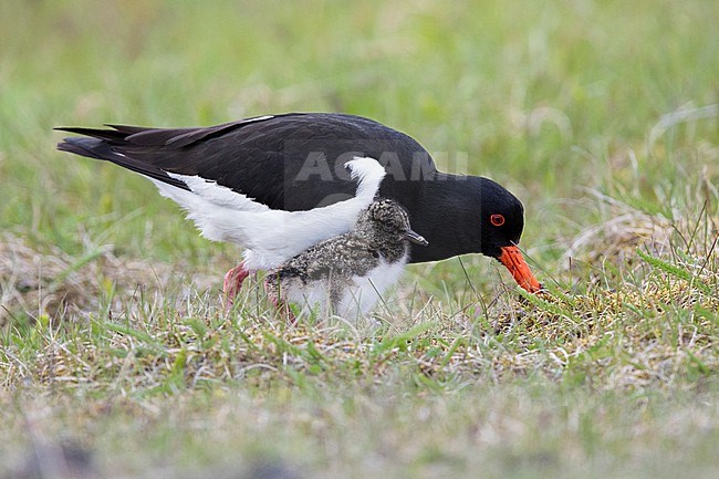 Eurasian Oystercatcher (Haematopus ostralegus), side view of an adult looking for food attended by a chick, Southern Region, Iceland stock-image by Agami/Saverio Gatto,