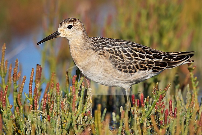 Juvenile
Ventura Co., CA
September 2011 stock-image by Agami/Brian E Small,