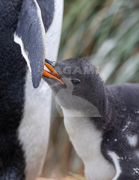 Gentoo Penguin (Pygoscelis papua papua) at research station Buckles bay on Macquarie Island, Australia. Begging young with its parent. stock-image by Agami/Marc Guyt,